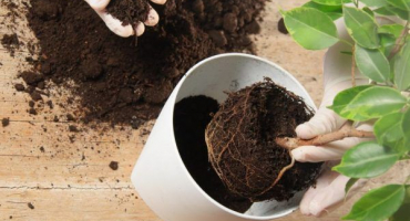 Jakou půdu si vybrat pro fikus - doporučení květinářů